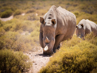 Pair of endangered white rhinos walking in a protected nature reserve in south africa