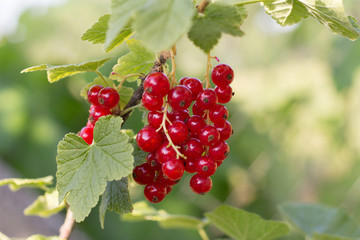 red currants in garden