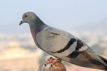 pigeon