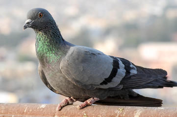 pigeon