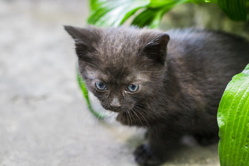 Black cat walking down the street