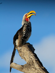 Hornbill