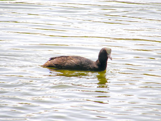 Big coot.