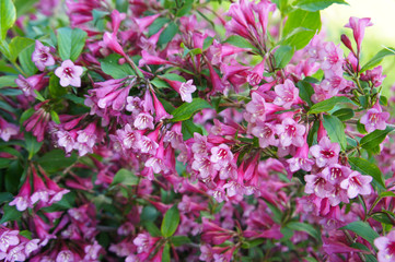Weigela florida many flowers on shrub