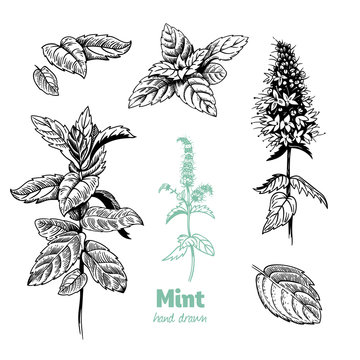 Peppermint plant, leaves and flowers vector hand drawn illustration