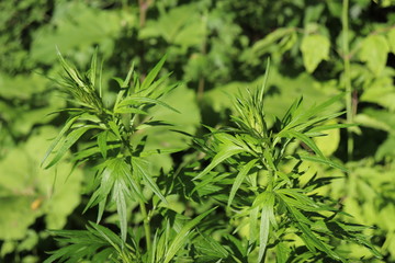 Naklejka premium flower