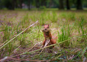 Red squirrel building a grass nest