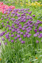 Obraz premium field of purple tulips. Selective focus. Arabian Mystery tulip
