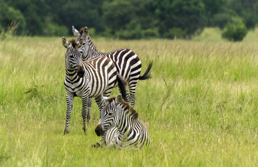 Fototapeta na wymiar Three zebras in the grass on a savanna