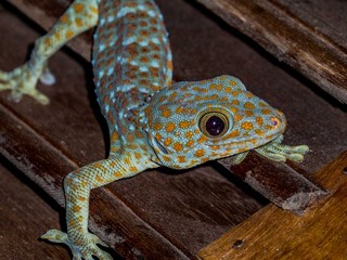 Close up Gecko