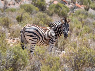 Mountain Zebra walking in the fynbos in a protected nature reserve in south africa