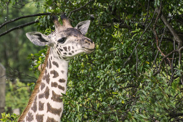 Portrait of a giraffe head on a savanna in Masai Mara