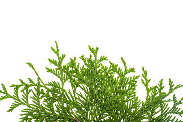 Thuja branch isolated Isolated on white background. 