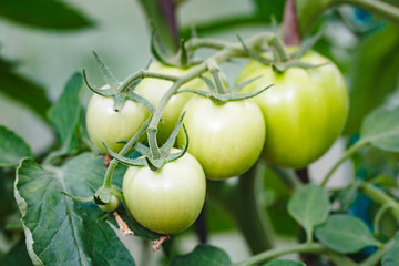 Ripe green tomatoes on a branch