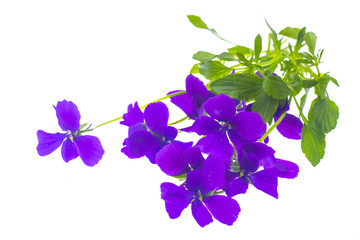 Bunch of bright purple flowers Isolated on white.
