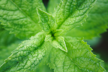 Close-up of mint leaves
