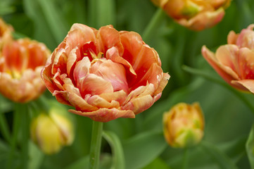Tulip Orange Angelique closeup