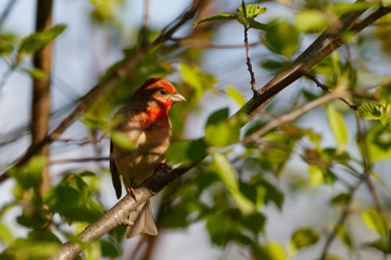 Common Rosefinch bird sitting on the branches