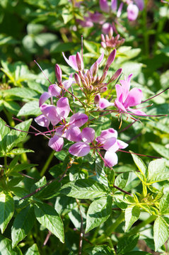 Gynandropsis speciosa or showy spider flower or cleome speciosissima purple flower with green