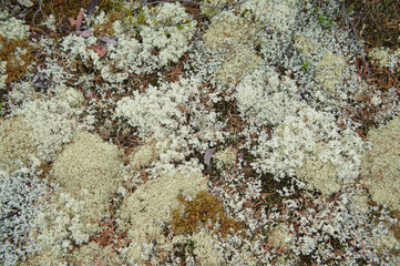 Fototapeta na wymiar Forest ground with white reindeer moss and brown plants 