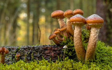 Fungi