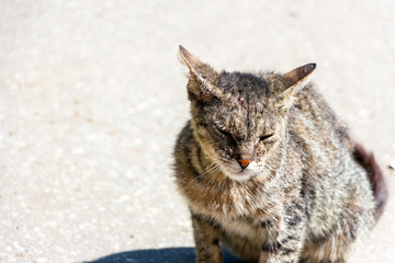 Portrait of a stray grey cat on a Sunny day