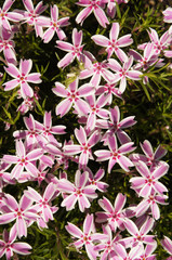 Phlox subulata many pink flowers with green vertical
