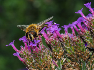 Bee