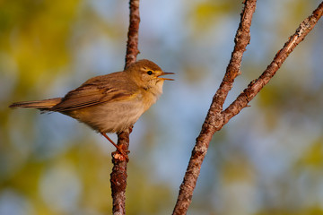 Willow Warbler sings on the branch