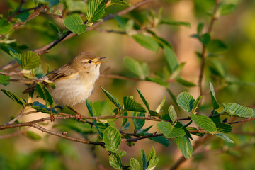 Willow Warbler sings in bushes
