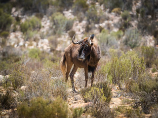 Black Wildebeest standing in a protected nature reserve in south africa