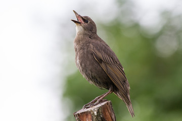 Juvenile Startling (Vulgaris vulgaris) perched on perch