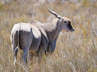 Eland grazing in the field in a protected nature reserve in south africa