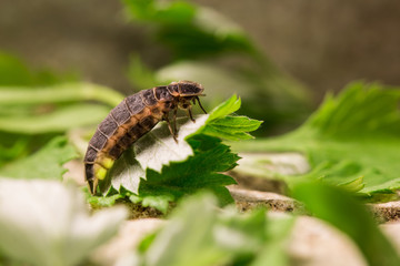 a firefly larva on green leaves emitting light