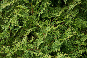 Texture of young twigs of thuja