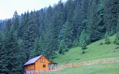 Fototapeta na wymiar Carpathian forest, Ukraine