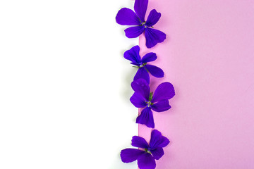 Creative layout made from flowers on background of colored paper