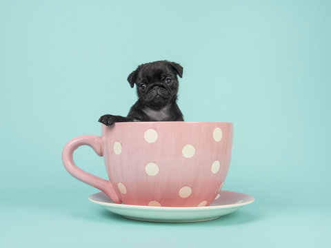 Black pug puppy facing the camera sitting in a pink and white dotted cup and saucer on a turquoise blue background