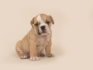 English bulldog puppy sitting seen from the side on a sand colored background
