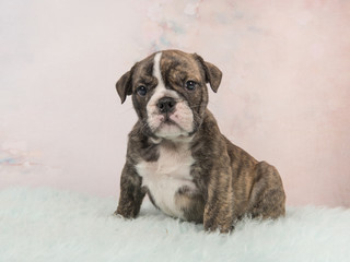 English bulldog puppy looking at the camera sitting on a blue fur carpet and a soft pink background