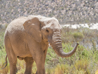 Endangered African Elephant walking in a protected nature reserve in south africa