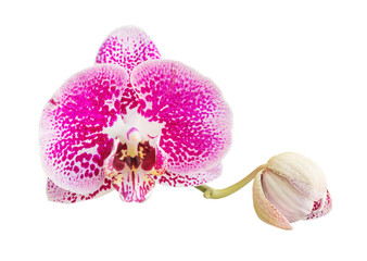 Red spotted orchid on a white background