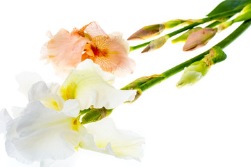 Summer flowers garden irises on white background.