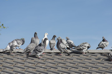 Homing pigeons sitting on the roof of a house on a blue sky