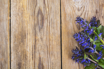 Flowering ground cover plants on wooden background.