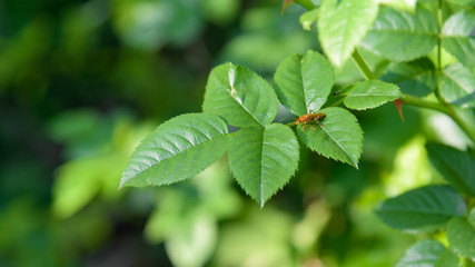 Sun ray green apple bokeh background with bug