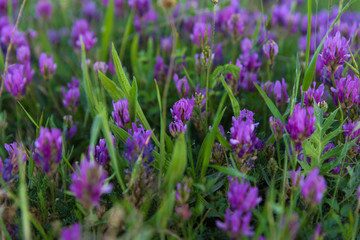 Blooming purple flowers closeup