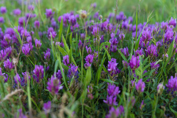Naklejka premium Blooming field flowers summer sunset