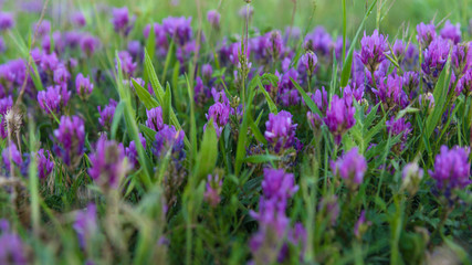 Field purple flowers closeup