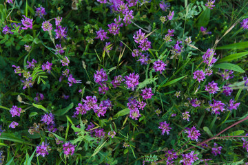 Obraz premium Overhead purple flowers closeup